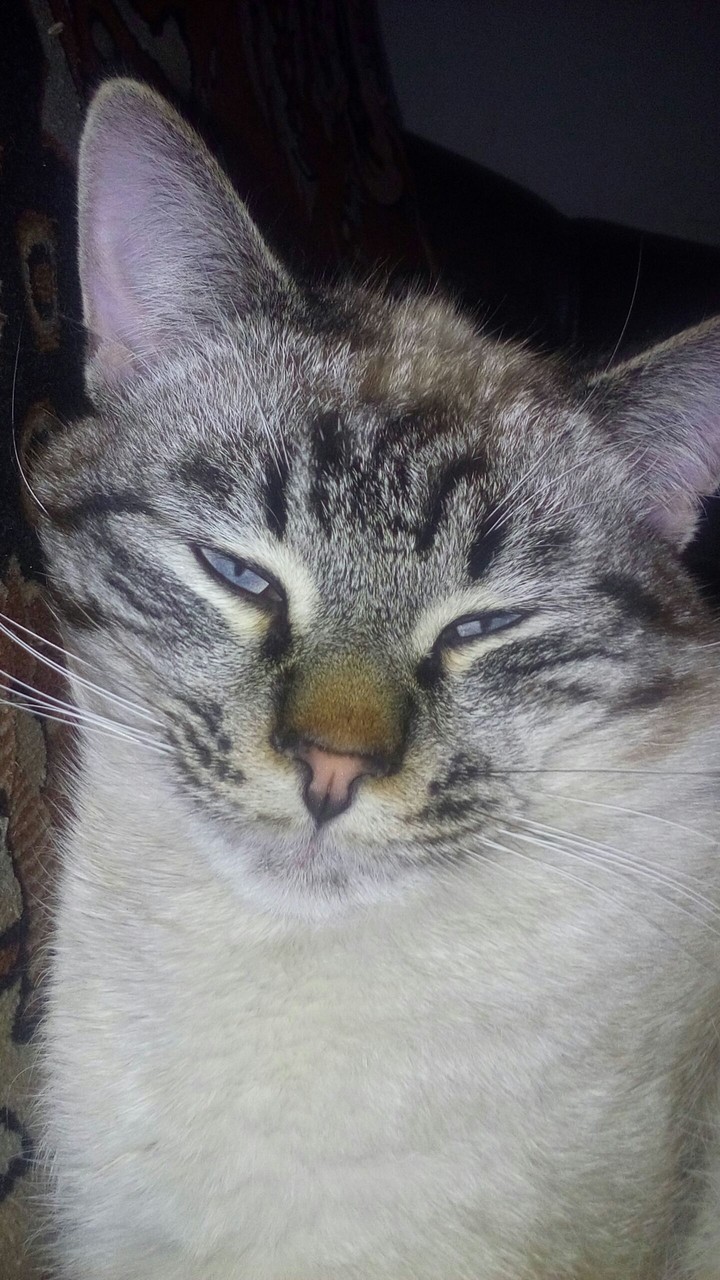 my smart cat