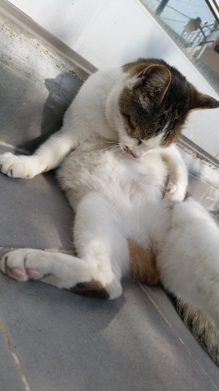 길고양이