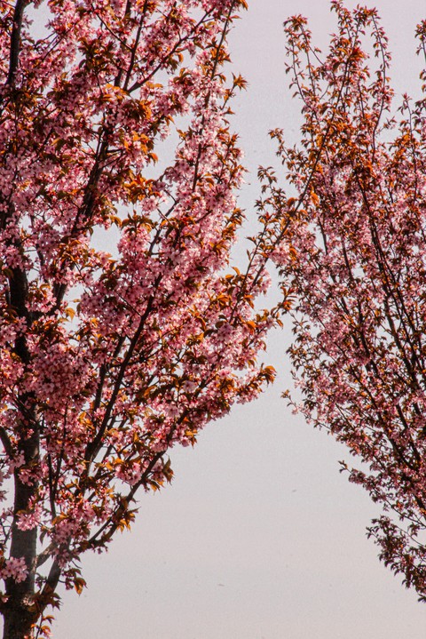 pink trees