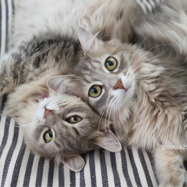 котики
