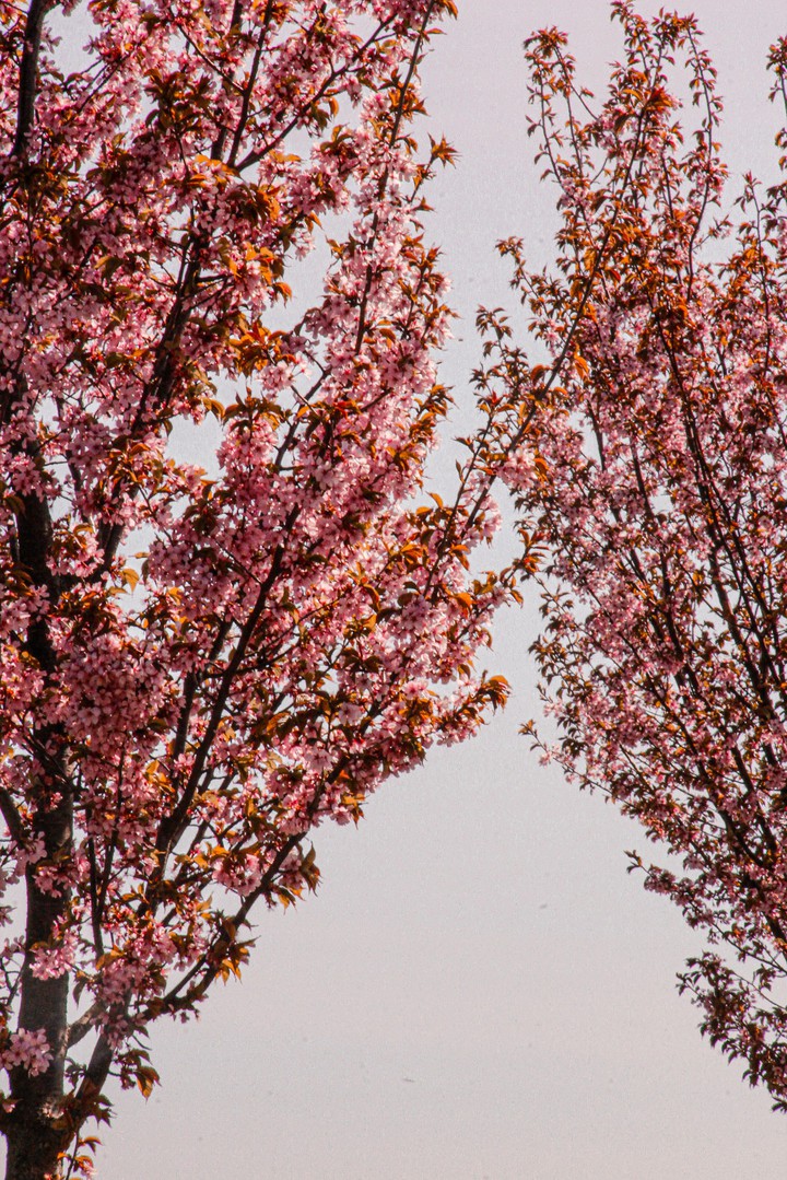 pink trees