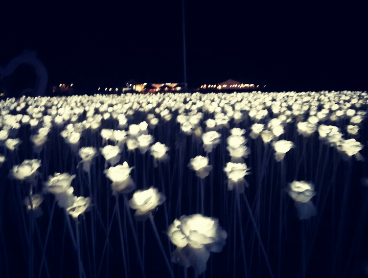Glowing Flowers