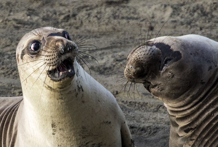 funny seals