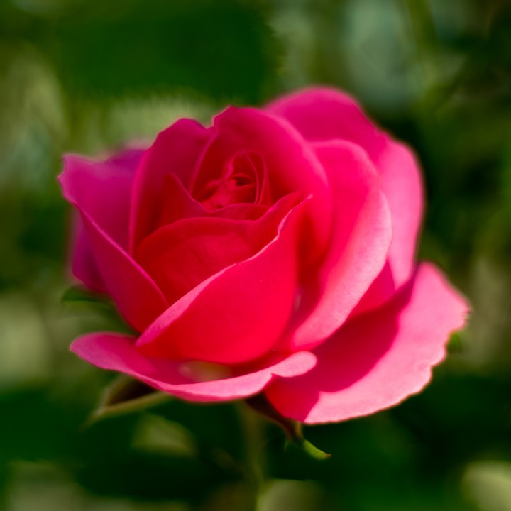 a rose
