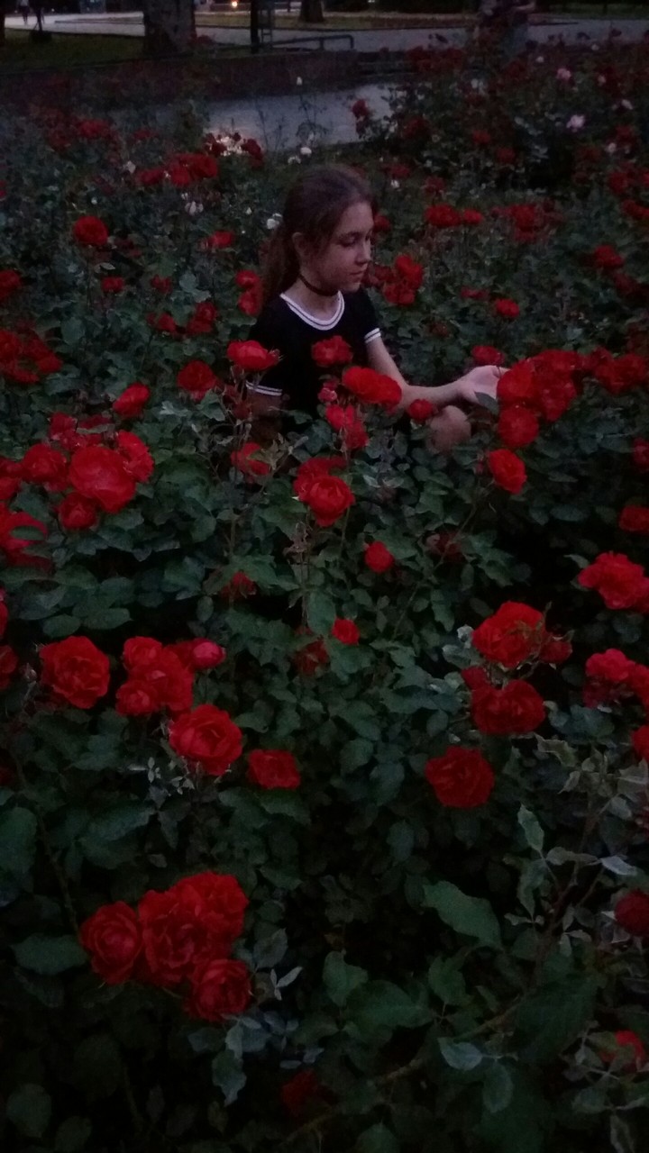 Розы