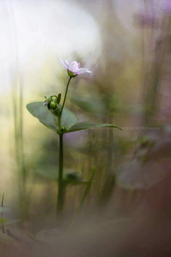lovely flower ?