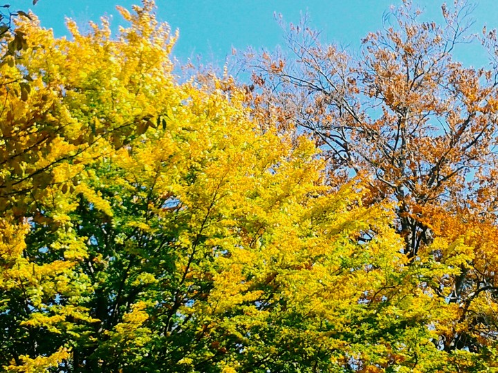 nature