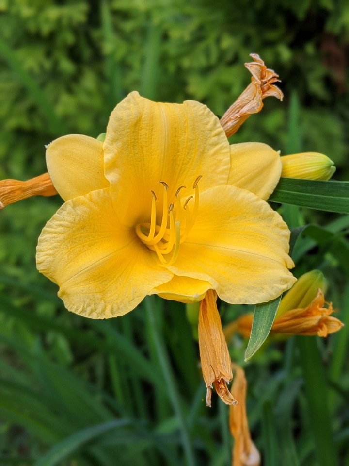 flower$