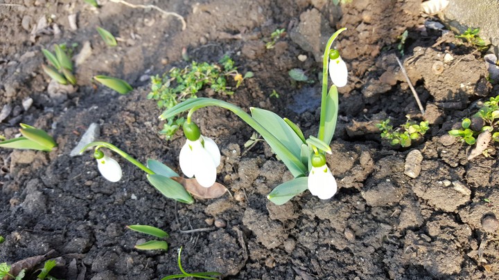 Spring