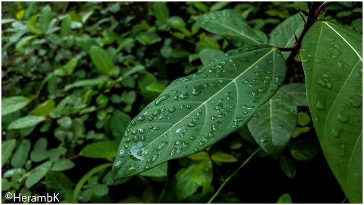 Coffee for people and duedrops for leaves...!