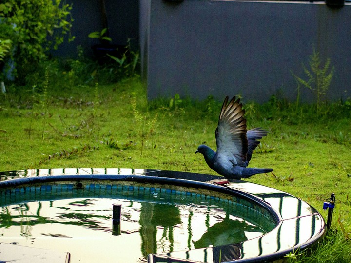 pigeon