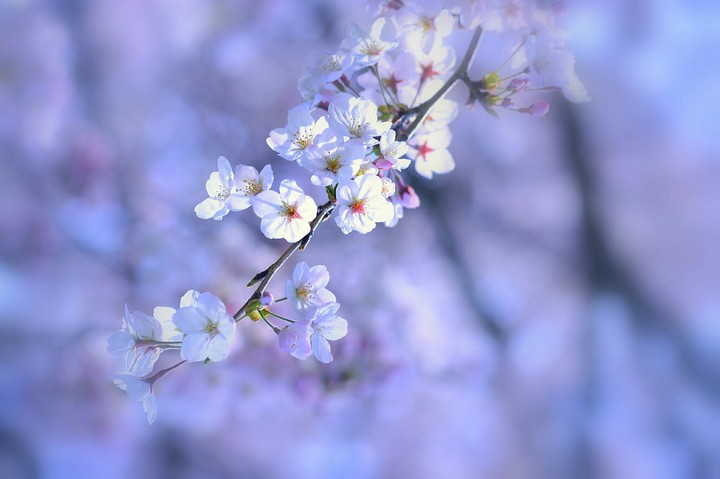 spring