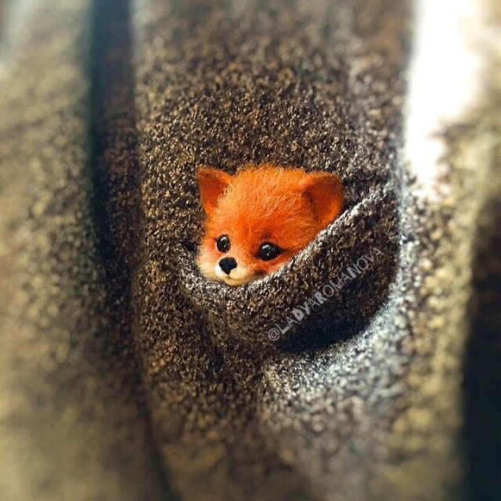 fox