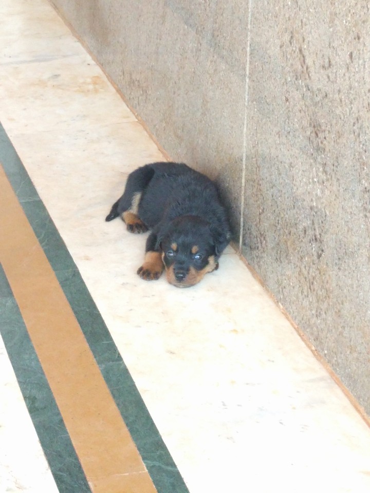 Rottweiler puppy