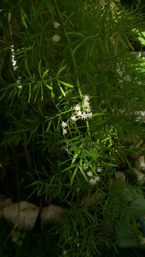 alfinete