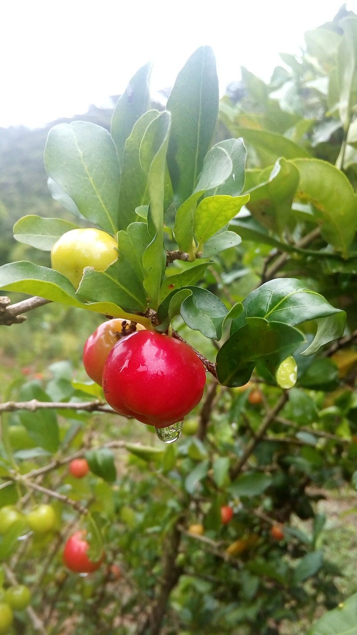 Acerola