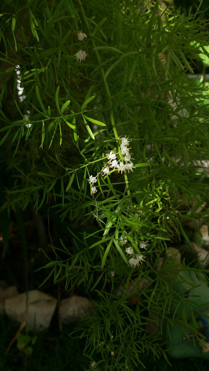 alfinete