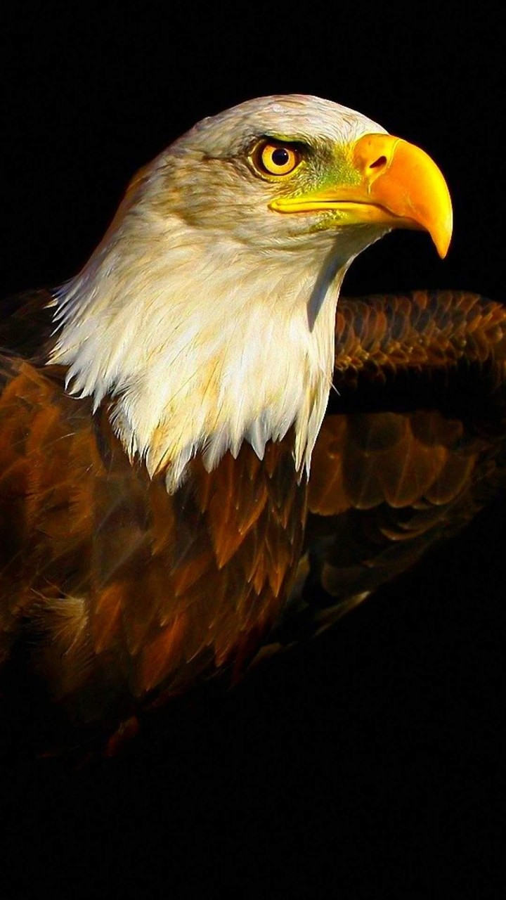 eagles