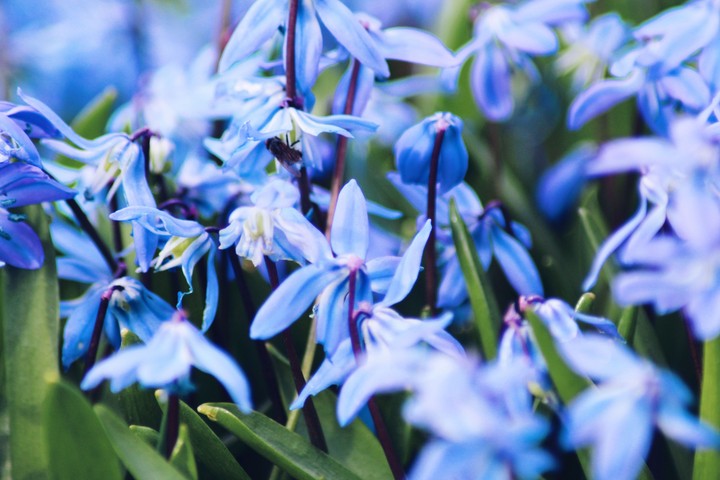 Scilla