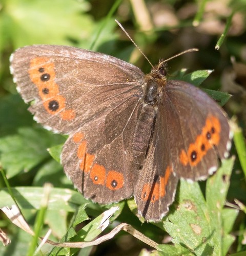 רקעים invertebrate, insect