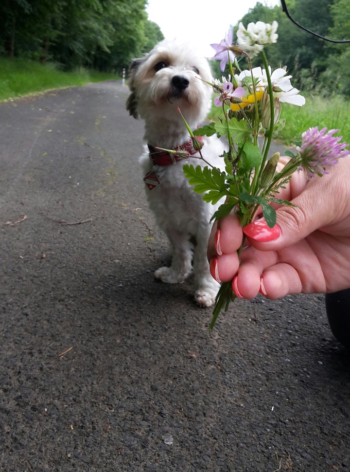 my cute dog