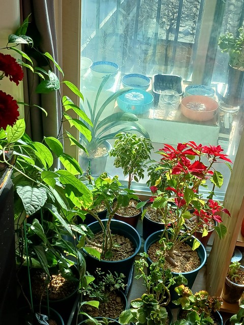 花盆, Vase桌布