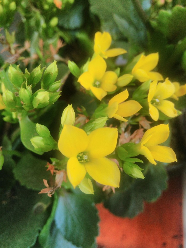 Flor