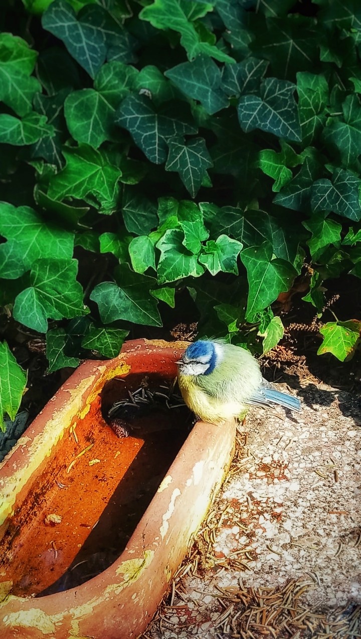 Bird