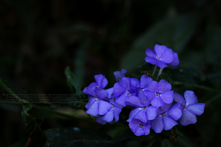 wild​ beauty