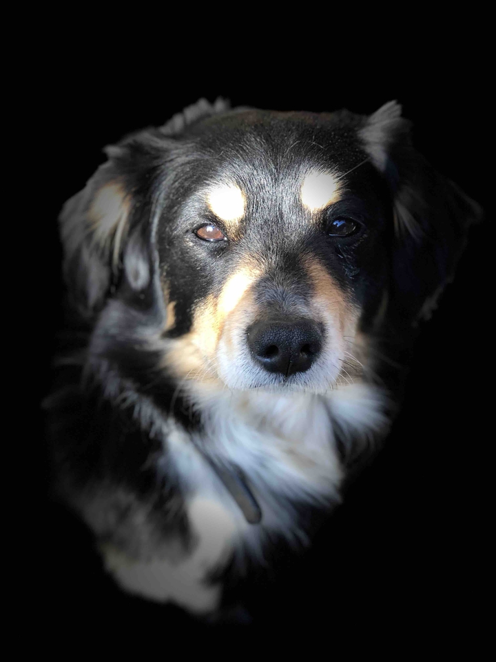 my little dog