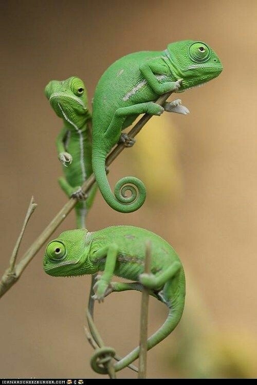 pequeños y hermosos