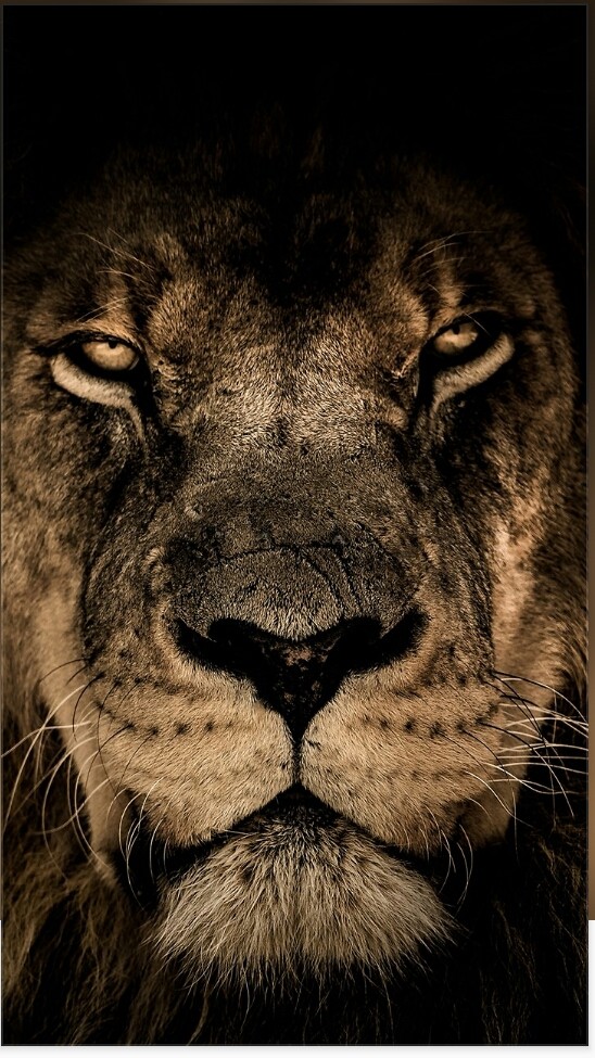 lion
