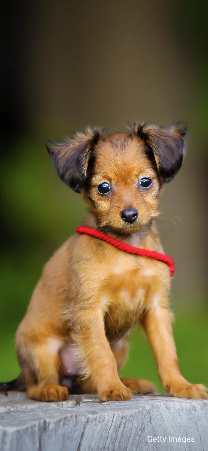 Puppy
