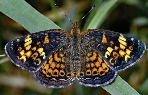 butterfly, 蝴蝶桌布