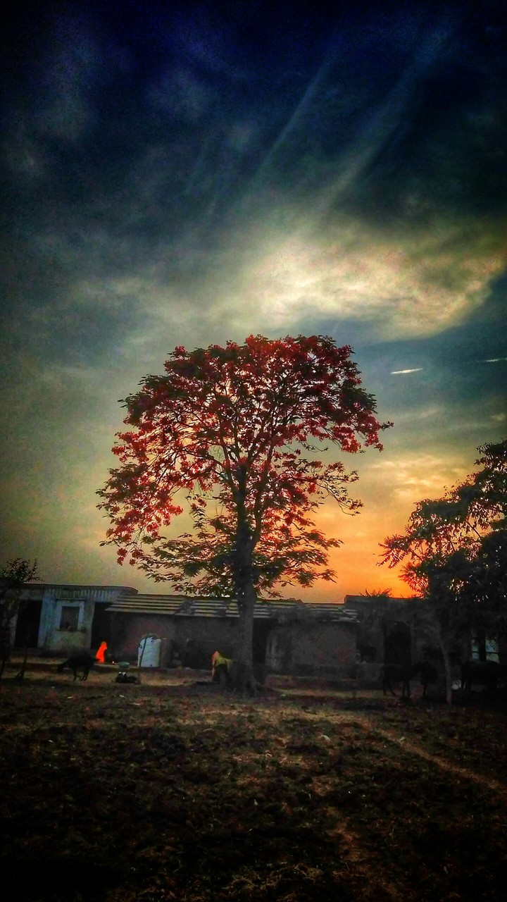 tree