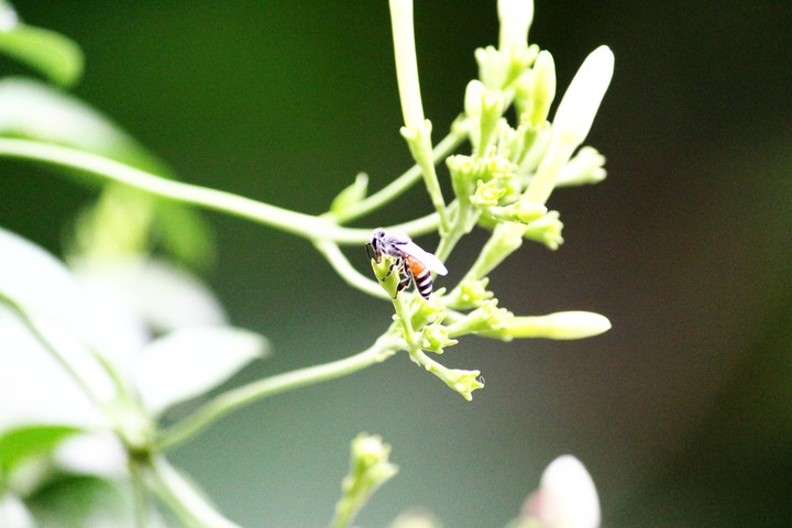 #canon700d #honeybee #macro #beauty