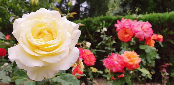 Beautiful rose !