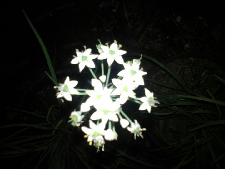flower in the dark ningt
