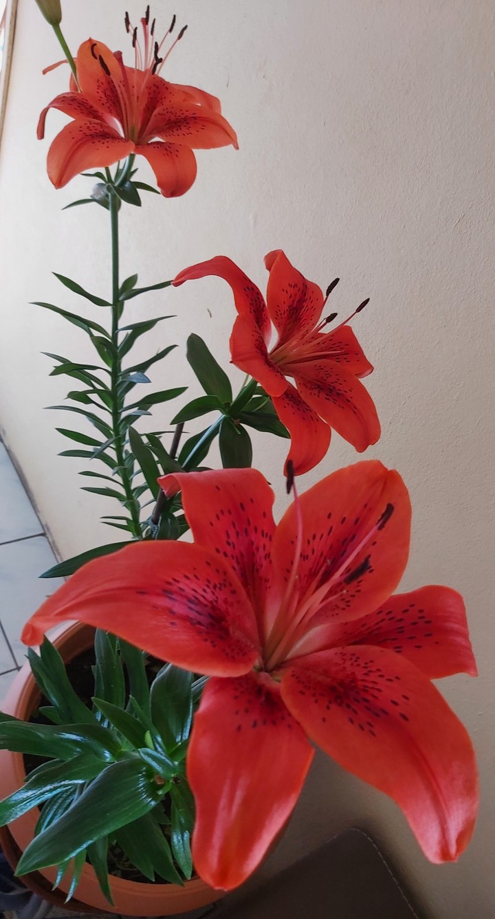 Fleurs