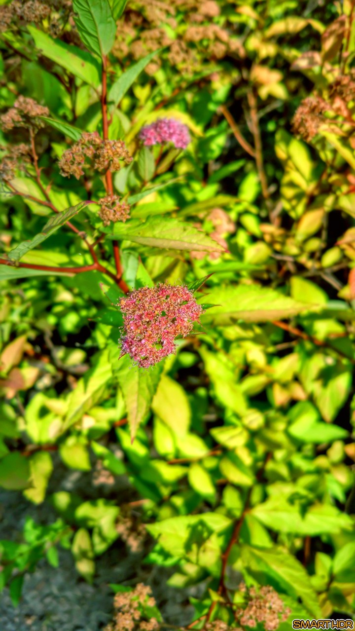 #nature