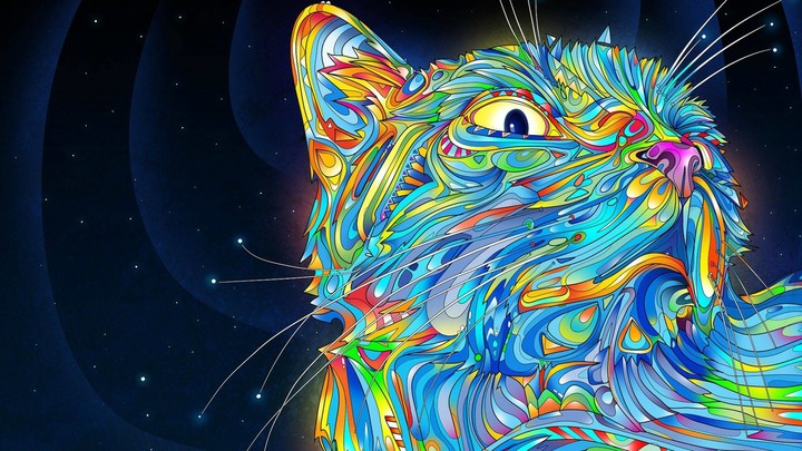 cool cat
