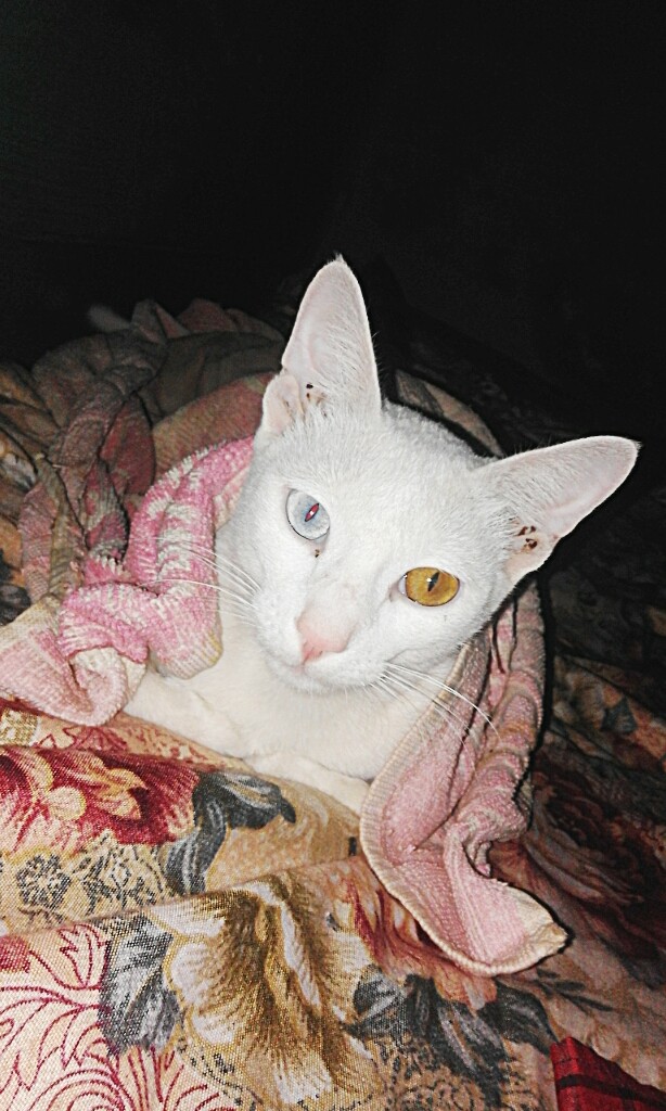 is my cat