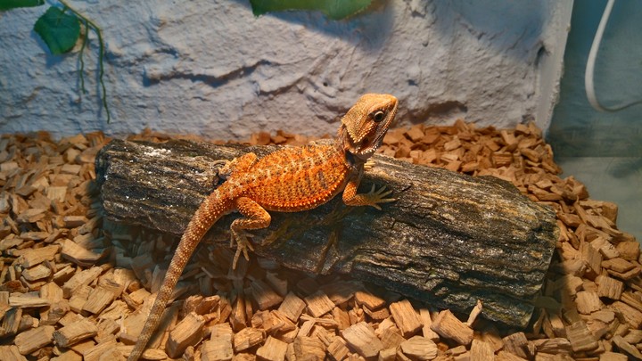 Bearded dragon
