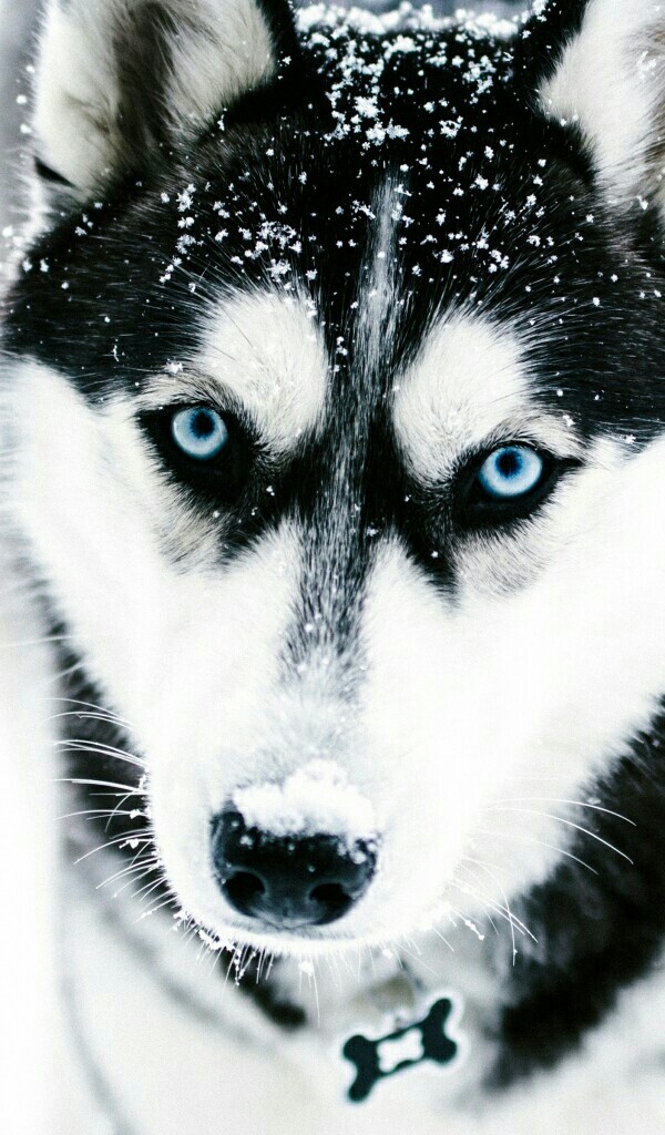 lonely husky