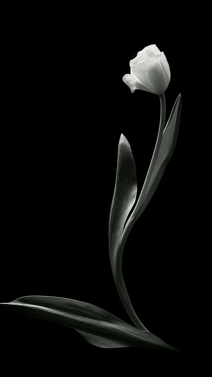 Rose Background