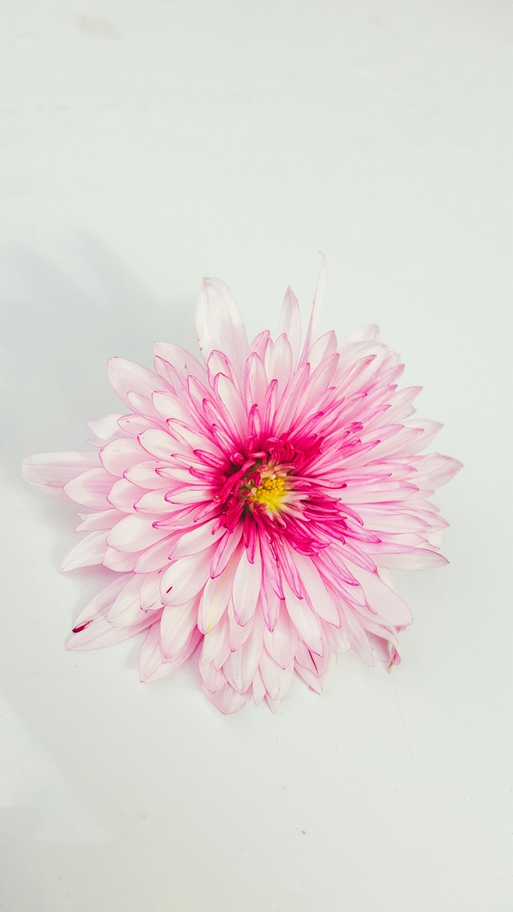 Pink Flower
