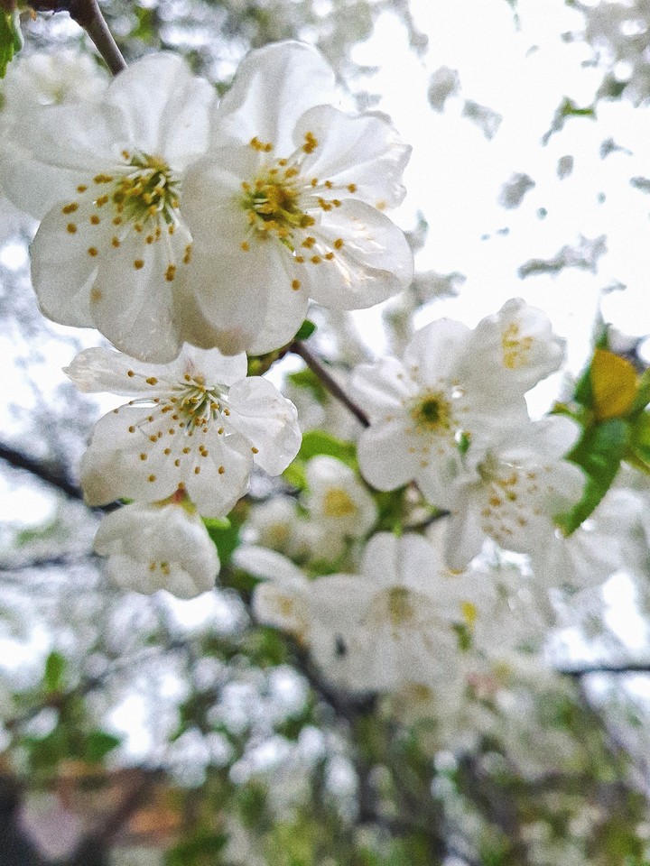 spirit of spring