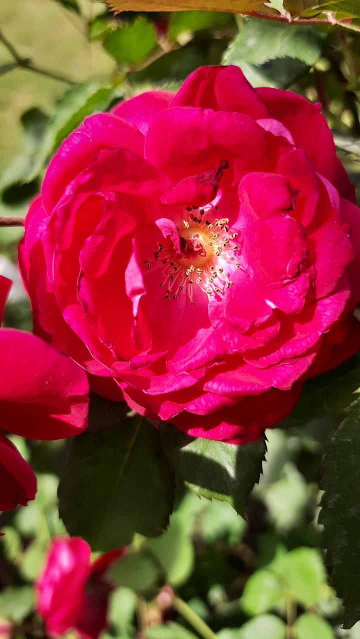 Red rose