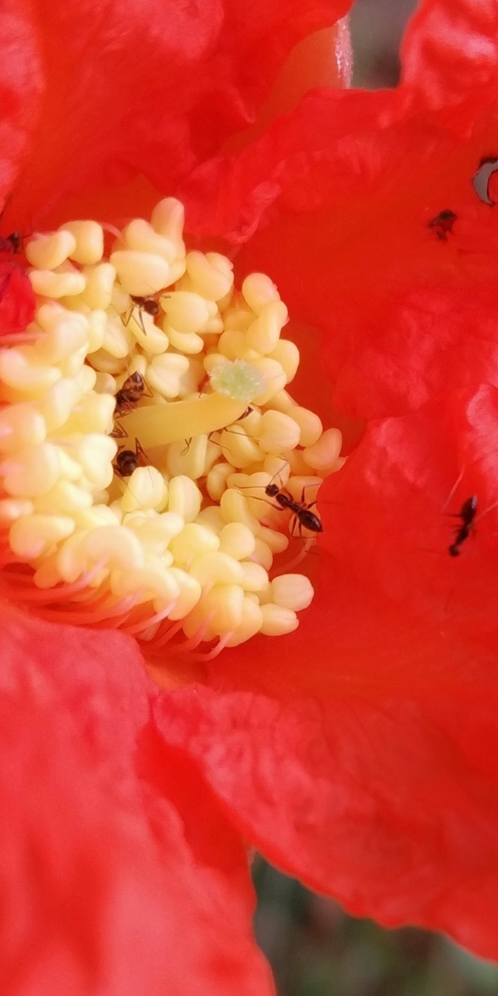 ant