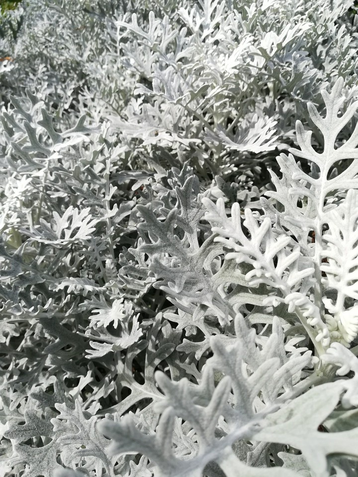 Senecio maritima